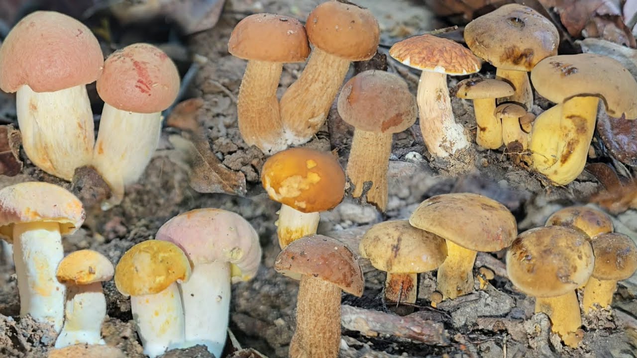 เก็บเห็ดหมายนี้ได้เห็ดหลากหลายชนิดดอกจูมๆสวยๆทั้งนั้น 10/3/2569