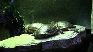 Sea Turtles