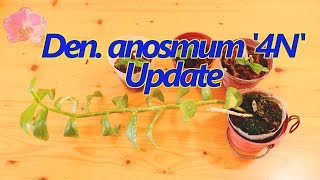 Dendrobium anosmum '4N' orchid update 03(Oct., 2018)