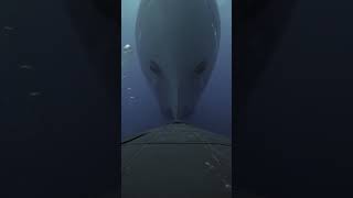 Ship Bulbous Bow Underwater Collision Simulation #maritime #simulation