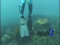 bio-finの全て1.wmv