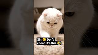 Sin  Dont Cheat Like This cat slairoom shorts