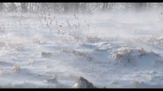 Snow Blizzard Relaxing Wind Sounds 1 Hour / Strong Winds Blowing Snow (Relax, Sleep, Study,...)