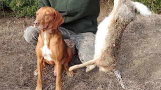 Αφιέρωμα στον ΜΠΑΞ (Aξέχαστος) KarxasTeam hare hunting Greece