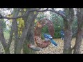Peanut Wreath Feeder Peanut Wreath Feeder