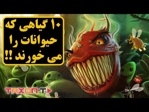 تصویری: حشرات چوبی چه می خورند؟