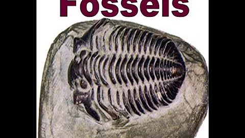Quais são os principais tipos de fossilização?