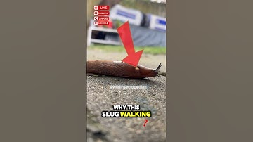 Bruh… this slug came with a built-in HORROR PORTAL 🐌💀 Would you touch it or move out?? 👀🔥 #bugs