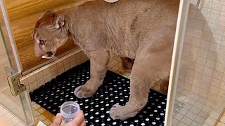 Cougar Messi is doomed to go get a urine test. How easy it is to take urine tests from a cat😅 by I_am_puma 154,464 views 2 months ago 4 minutes, 42 seconds