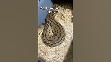 Pastel Leopard Clown Ball Python