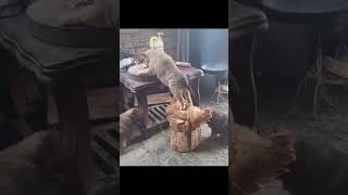 The hen is gladly assisting the culprit puppy #shorts #animals #funny