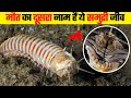 मौत का दूसरा नाम हैं ये समुद्री जीव | Dengerous Sea Worms