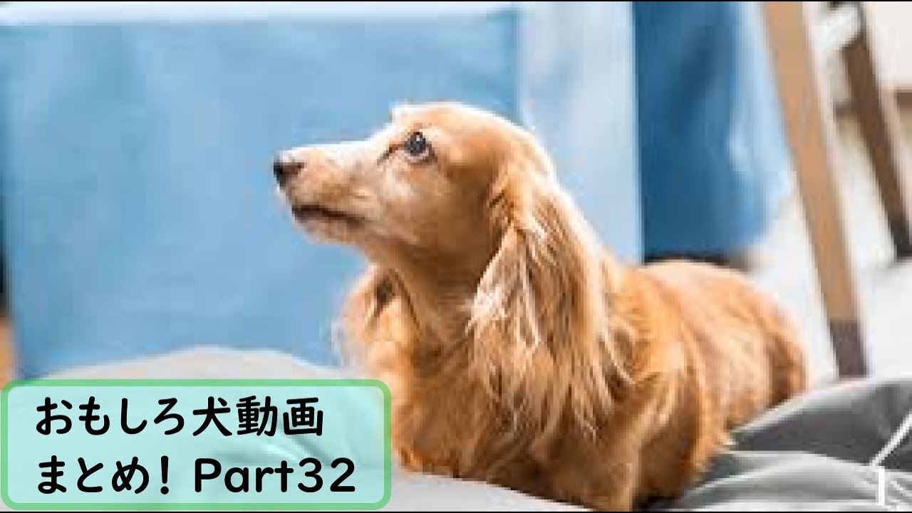 面白 犬 おもしろ犬動画まとめ 32 かわいい Youtube