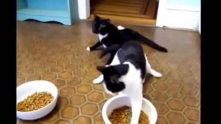 Смешные кошки - смотрите сборку смешных видеороликов с кошками Смешные кошки - смотрите сборку смешных видеороликов с кошками