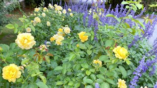 Floribunda Rose - Julia Child - Its Summer Performance