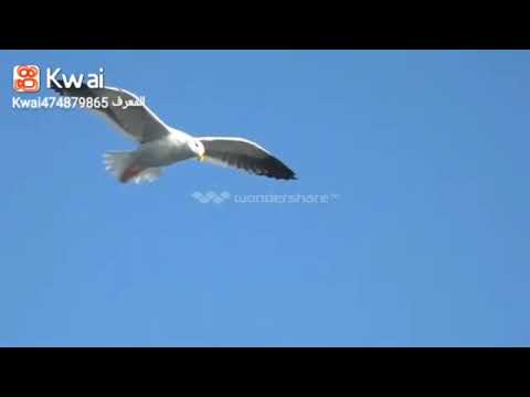 مقاطع واتس اب الشيخ محمد الليثي رحمه الله