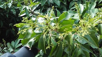 Hai vườn vải ở Đồng Dau, Tân Sơn, Lục Ngạn, Bắc Giang ngày 29 tháng Chạp năm Canh Tý.