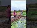 Tending the Flooded Field: Why Rice Farmers Still Dig by Hand
