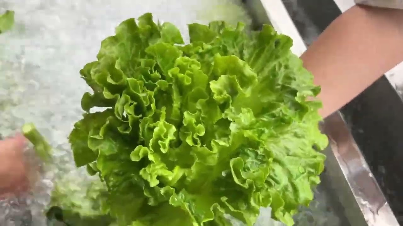 Vegetable Washing Machine 