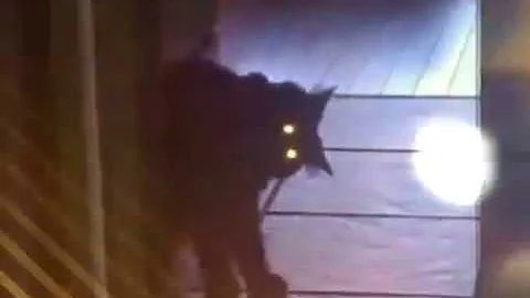 Cats having an existential crisis