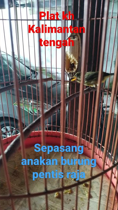 spsang burung pentis muda ngamuk abis