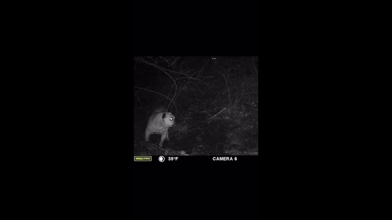 Bulldog Vs Mountain Lion Trailcamera Lionvsdog