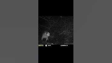 Bulldog vs mountain lion ￼#trailcamera #lionvsdog