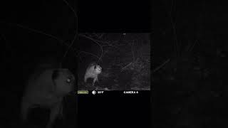 Bulldog vs mountain lion ￼#trailcamera #lionvsdog