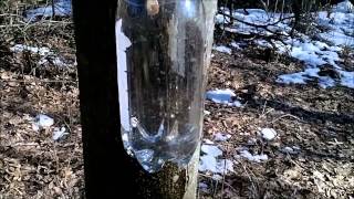 How The Weather Effects Sap Flow. "Making Sap Into Syrup"