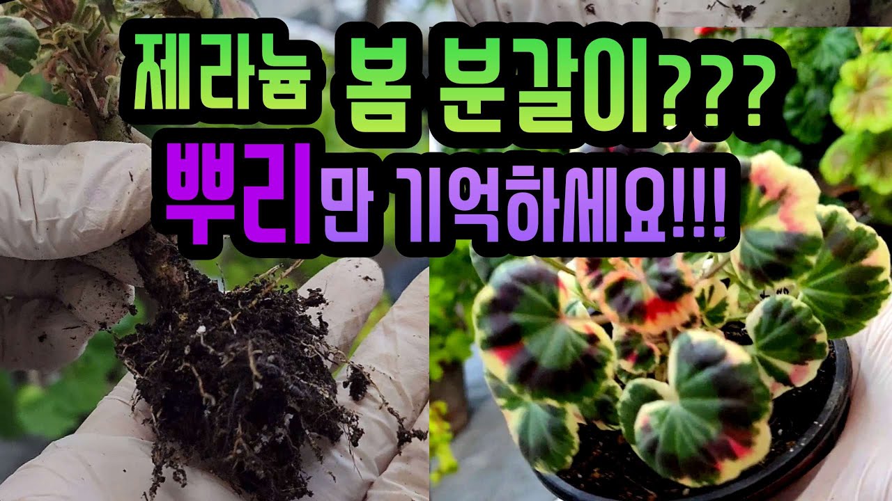 [4K] 제라늄 1년 농사 성공하려면 지금 꼭 해야해요~ 제라늄 봄분갈이 이것만 기억하세요!!!  #제라늄 #제라늄봄분갈이