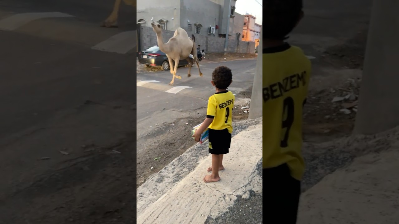 جمل جمل يجري بقوة وحمودي مصدوم 😱🐪🐪 #shorts