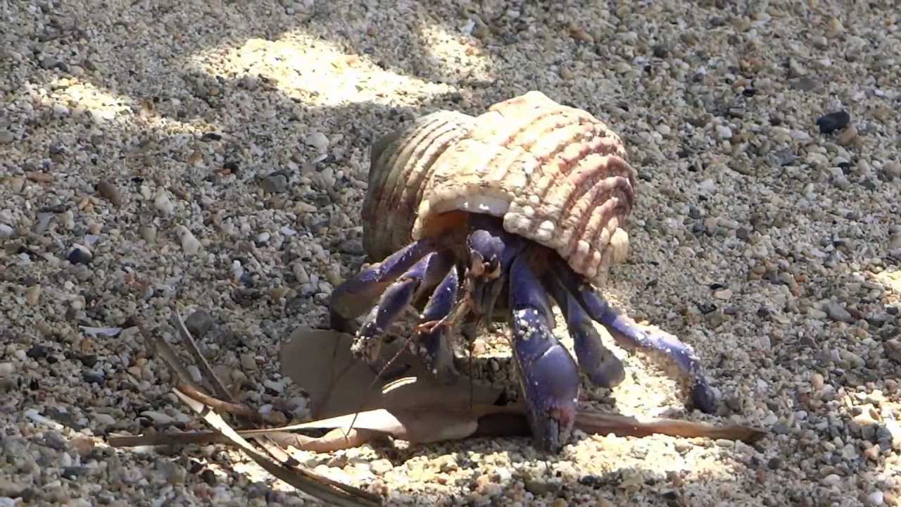 Terrestrial Hermit Crab 2 ムラサキオカヤドカリ Youtube