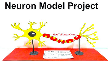 neuron model project for science fair exhibition | 3D | howtofunda | using cardboard | simple
