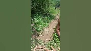 Harvesting cassava part 396 #shorts #farming #cassava #nature  #cassavaroots #cassavafarming