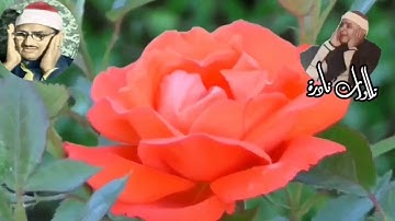 تلاوة في قمة الخشوع لفضيلة الشيخ محمد صديق المنشاوي رحمه الله