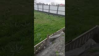 Зонирование участка. Личные наблюдения, личный опыт.