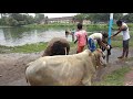 Cow wash