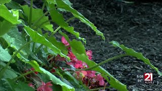 Botanical Conservatory celebrates National Pollinator Week with butterfly, bee exhibits