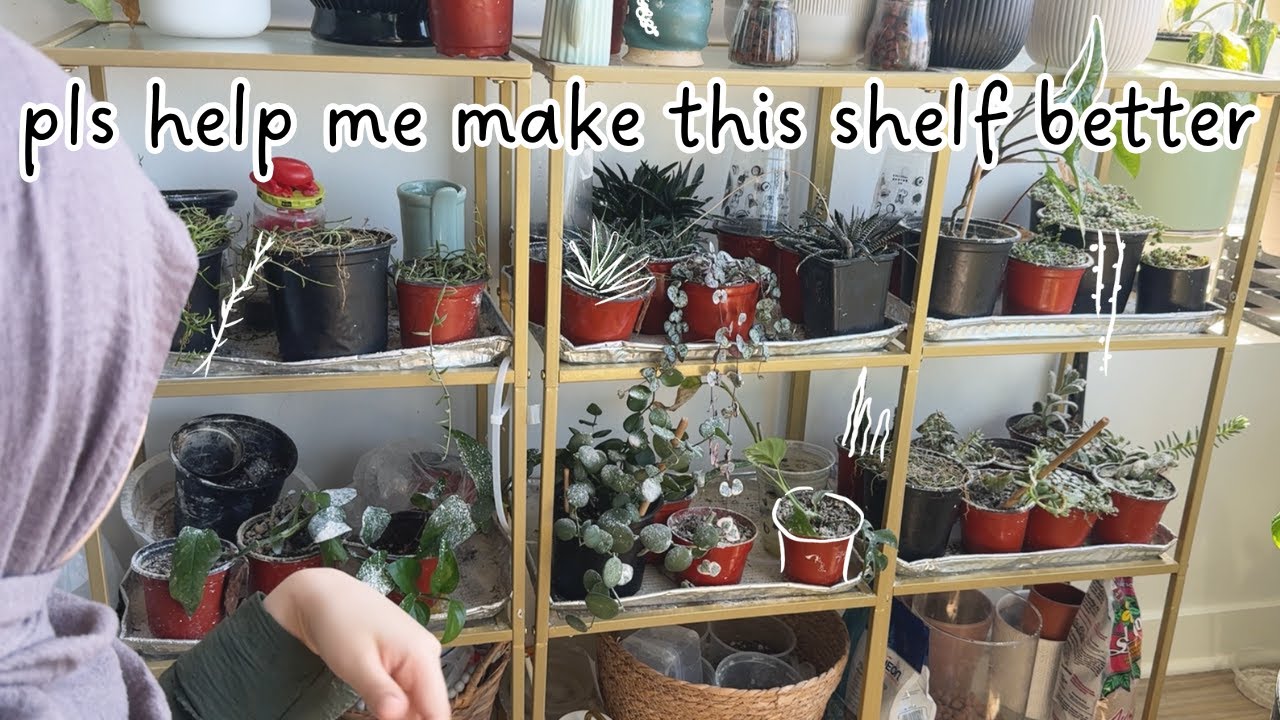 пытаюсь обеспечить своим растениям больше солнца.