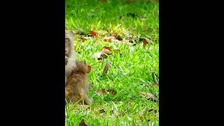 #Cutes Babies Monkey, And Daisy's baby# 247