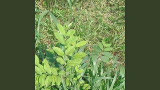 Download Lagu Penasaran (Remastered 2025) MP3