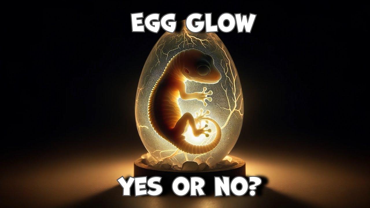 Is it alive? Candling our gecko eggs!
