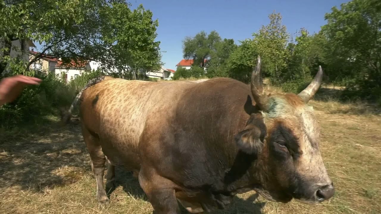 - AZOV BRAŠNAREVIĆA NASTUPA KOD ZIRETA, GODUŠA VISOKO 2025