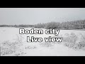 Полярный стрим из заснеженного леса! Boden Live view.