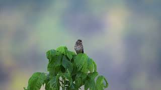 Download Lagu Original - Best-ish Bird Shots 2025 MP3