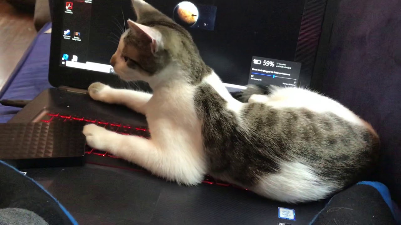 Cat cam episode 9 - YouTube