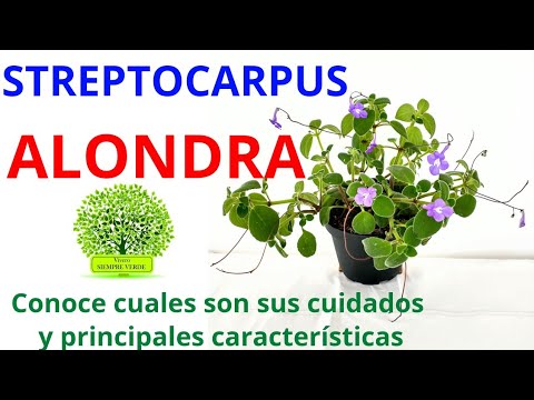 Video: Cuidado de Streptocarpus en interiores: consejos para cultivar plantas de Streptocarpus