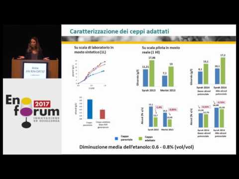 Video: Kejuruteraan Saccharomyces Cerevisiae Dengan Penghapusan Glucosidases Endogen Untuk Pengeluaran Flavonoid Glucosides