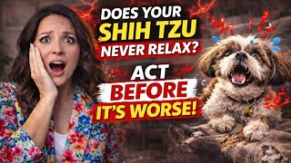 Does Your Shih Tzu Never Relax? Thats Stress Fix It Now
