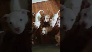 Fabulous.13 Red Nose Sandy Says Delete Shelter Dont Worry Stay Grandpa Until Find A